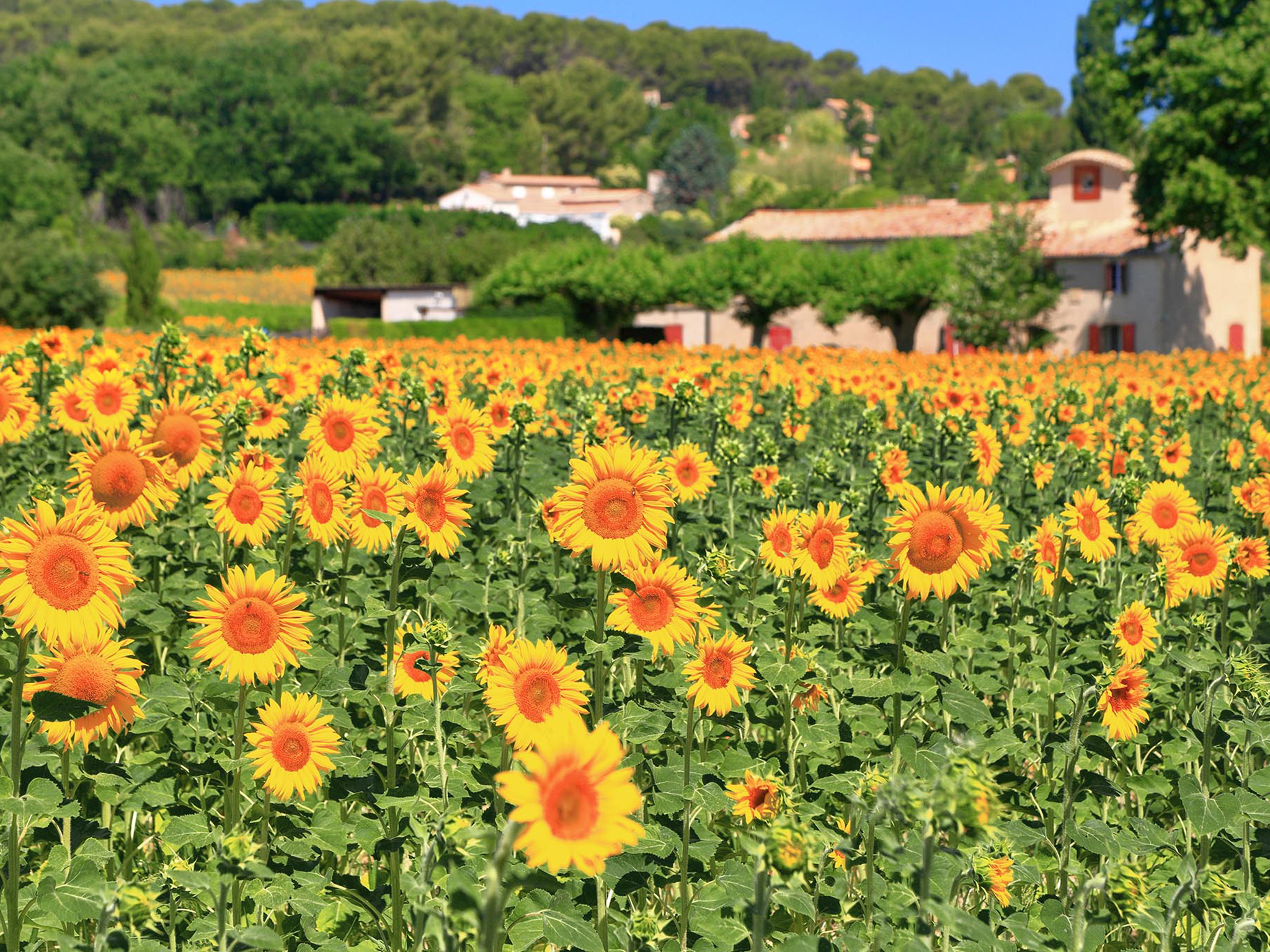 Provence